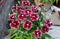 Blooming dianthus chinensis or China Pink flowers in a garden.