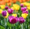 Blooming different color tulips