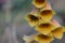 Blooming Digitalis with bumblebee