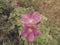 Blooming dogrose bush on sea shore. Natural coastal landscape