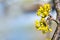 Blooming dogwood, cornus mas, close up with copy space in the b