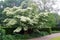 Blooming Dogwood Milky Way tree