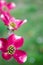 Blooming Dogwood Tree Flowers