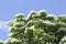 Blooming Dogwood tree flowers, Cornus Kousa, in blue sky, Japan