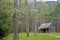 Blooming Dogwoods around an old house in Cades Cove.