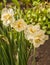 Blooming  Double Narcissus on bed