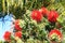Blooming Dwarf Callistemon also known as Bottlebrush or Little John