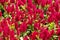 Blooming dwarf celosia , woolflowers or cockscombs flower in red