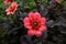 Blooming dwarf dahlia `Dahlegria Tricolore` Collarette Group. Perfectly formed red and salmon rose flowers