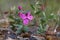 Blooming dwarf fireweed (Chamerion latifolium). Summer tundra plants