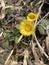 Blooming in early spring bush coltsfoot