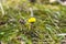 Blooming in early spring bush coltsfoot. Beautiful yellow coltsfoot flower. Tussilago farfara Coltsfoot