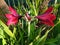 Blooming Easter lilies or Amaryllis belladonna