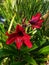 Blooming Easter lilies or Amaryllis belladonna