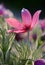 Blooming Eastern Pasque flower, knows also as Prairie Crocus or Cutleaf Anemone - Pulsatilla patens - in spring season in a