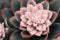 Blooming echeveria  flower