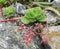 Blooming Echeveria Pallida on stone background