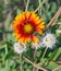 Blooming echinacea