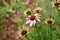 Blooming Echinacea in a delicate pink color with flower discount.