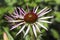 Blooming Echinacea Purpurea