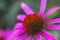 Blooming Echinacea purpurea flower, close up view