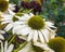 Blooming Echinacea white with green lush middle outdoor closeup
