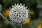 Blooming echinops