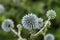 Blooming Echinops Ritro, thistle, blurred closeup