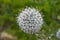 Blooming Echinops Ritro, thistle, blurred, closeup