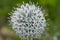 Blooming Echinops Ritro, thistle, blurred, closeup