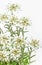 Blooming Edelweiss Flower on white