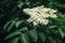 Blooming elder plant tree