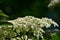 Blooming Elder, Sambucus nigra