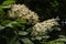 Blooming elder(Sambucus nigra) on the bush in the garden, selec