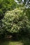 Blooming elder tree (Sambucus nigra) above a bench in a wild gar