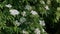 Blooming elderberry on a plantation. Elderberry branch in the wind