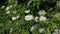 Blooming elderberry on a plantation. An elderberry branch in the wind. Growing elderberry