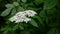 Blooming elderberry, rain watering elderberry flower slow motion