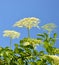 Blooming elderflower