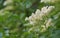 Blooming elderflower