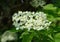 Blooming elderflower