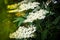 Blooming elderflower in garden Sambucus nigra