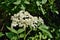 Blooming elderflower Sambucus nigra