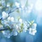 Blooming elegance Spring branch with white flowers on blue bokeh