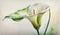 Blooming Elegance: Watercolor Painting of Calla Lily Flower