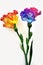 Blooming Embrace: A Melody of Rainbow-Colored Carnations. Generative AI.