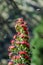 Blooming Endemic beautiful flower Tajinaste rojo -Echium wildpretii- and few bees flying around. Spring time. Teide National Park