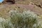 Blooming endemic bush. White flowers of Retama rhodorhizoides. Red lava rocks on the blurred background National Park Teide,