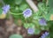 Blooming endive or chicory flower at vegetable garden near Dallas, Texas, USA