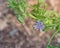 Blooming endive or chicory flower at vegetable garden near Dallas, Texas, USA